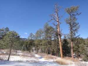 There's an acorn woodpecker in that snag!