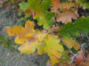 fall oaks