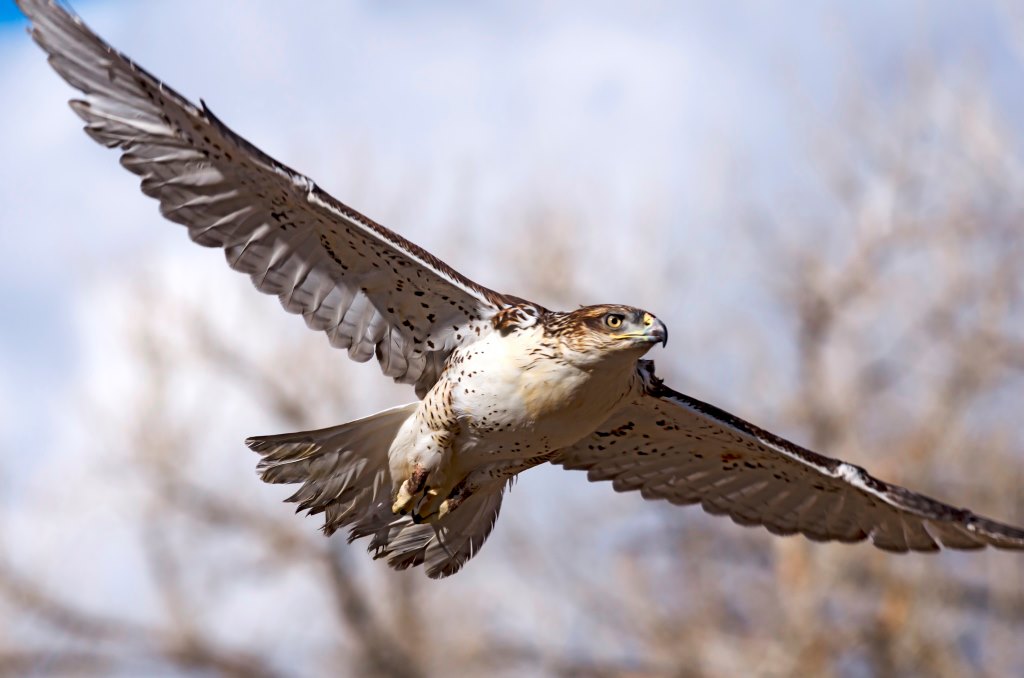 Flying Hawk