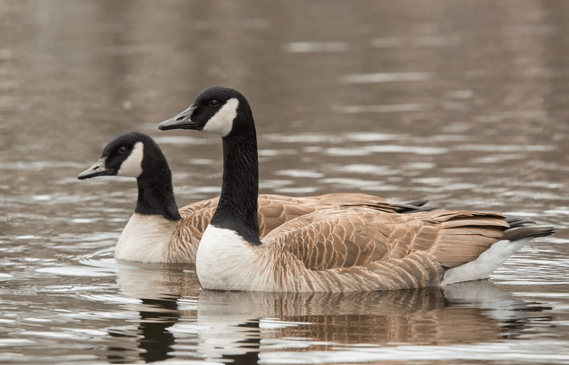 Canada Goose