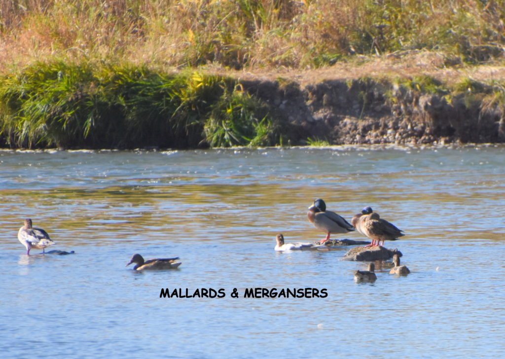 Mallards and Mergansers by Clif