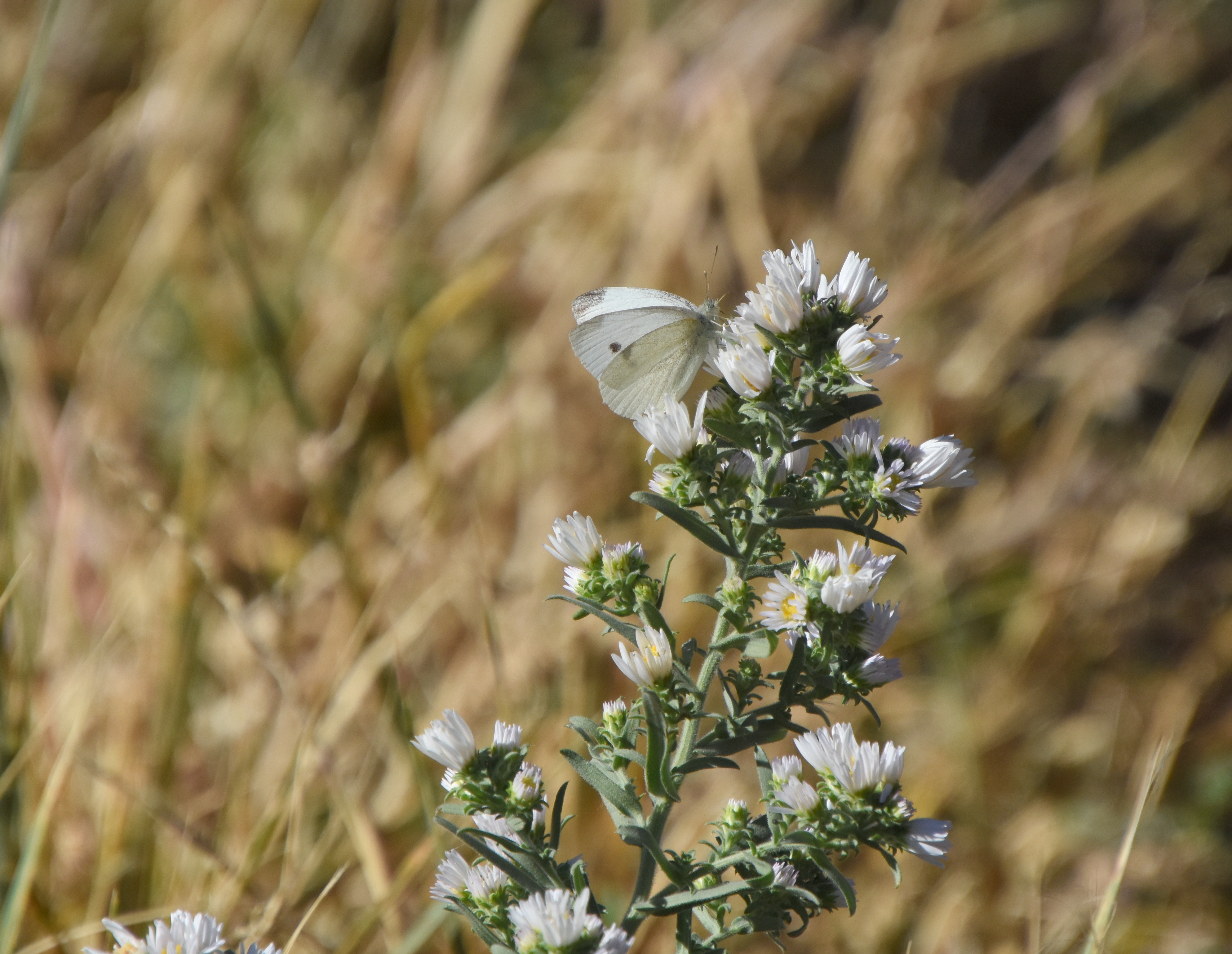 butterfly with flowers