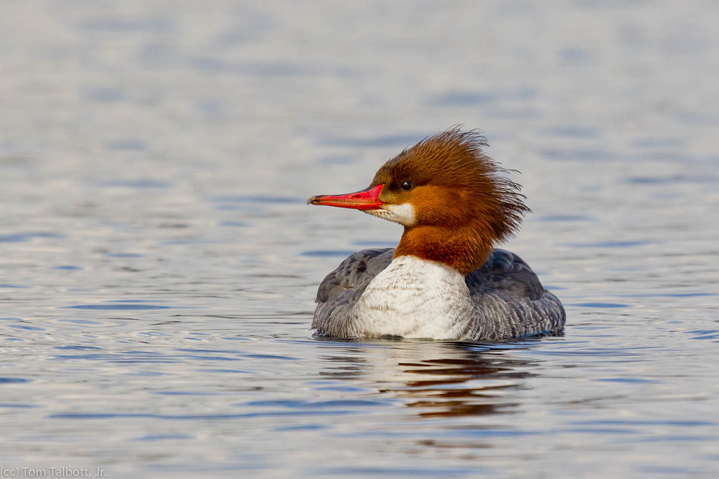 Common Merganser duck