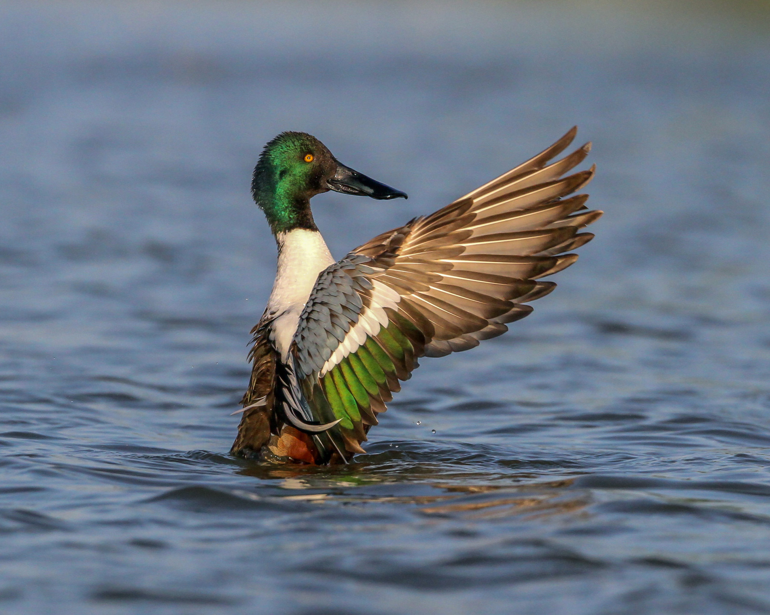 Northern Shoveler Duck Bird