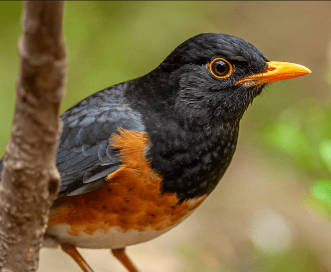 American Robin