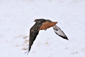 Red Tail Hawk Flying