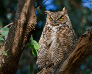 Great Horned Owl Raptor Bird