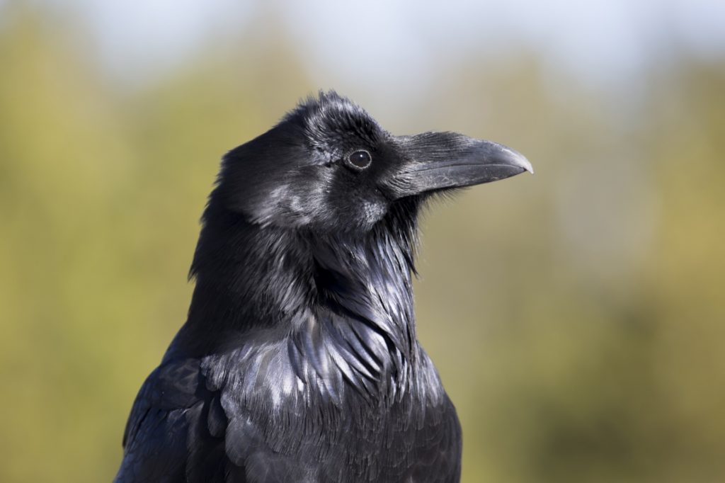 common raven bird