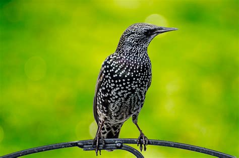 European Starling bird