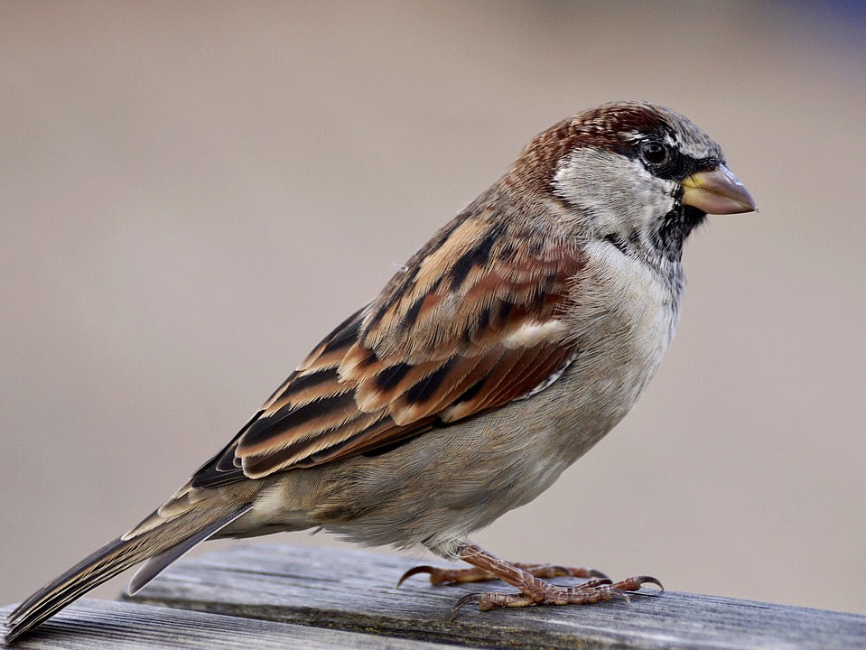 house sparrow bird