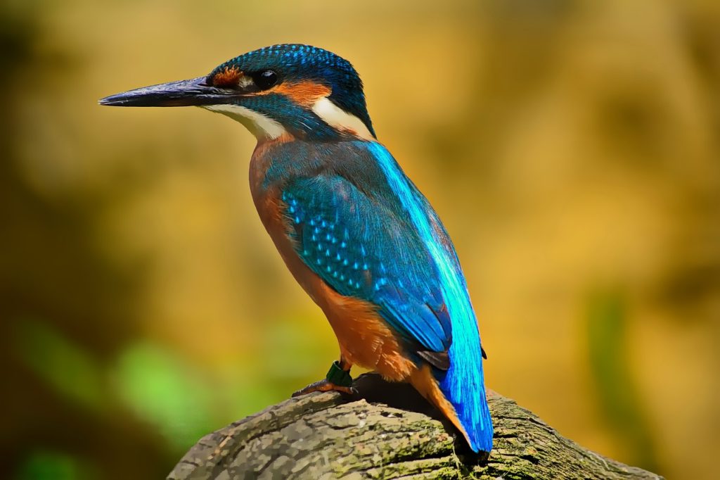 kingfisher bird