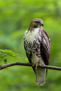 red-tailed hawk bird