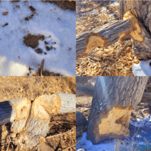 Signs of Beaver