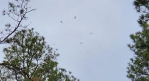 Turkey Vultures in the sky