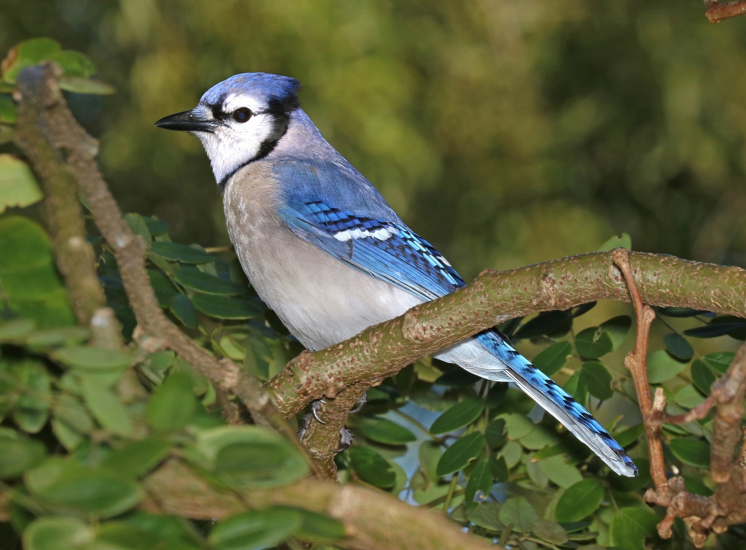 Blue Jay