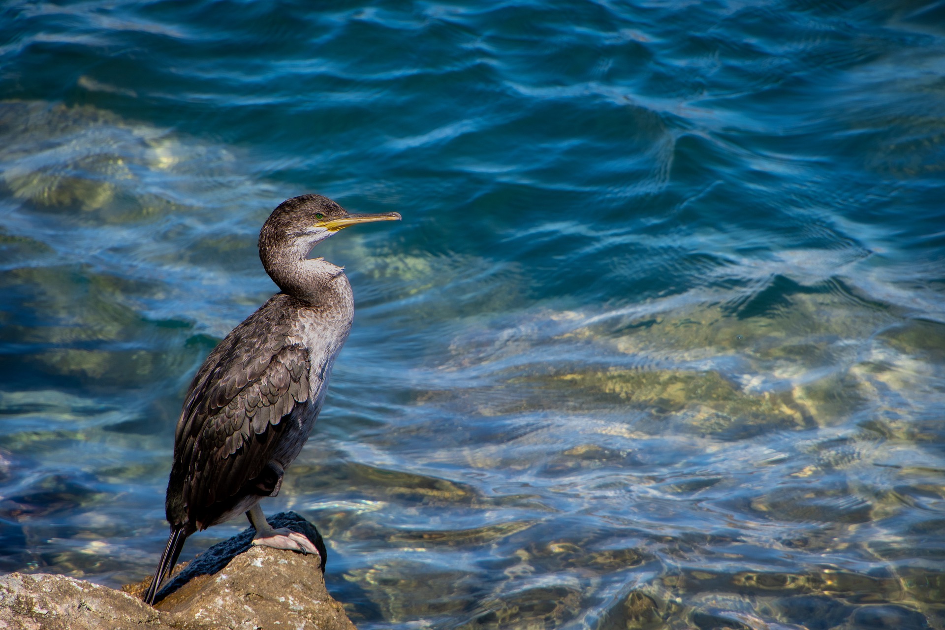 Cormorant