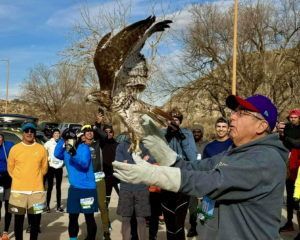Man releasing hawk back into the wild