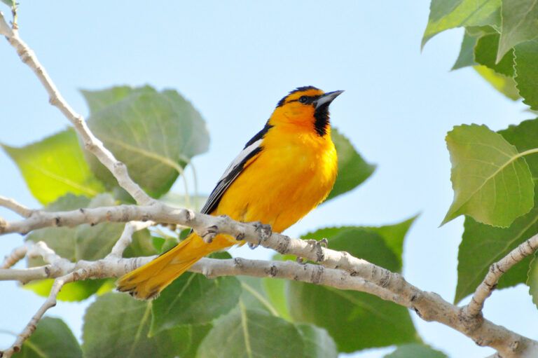 Bullock's Oriole