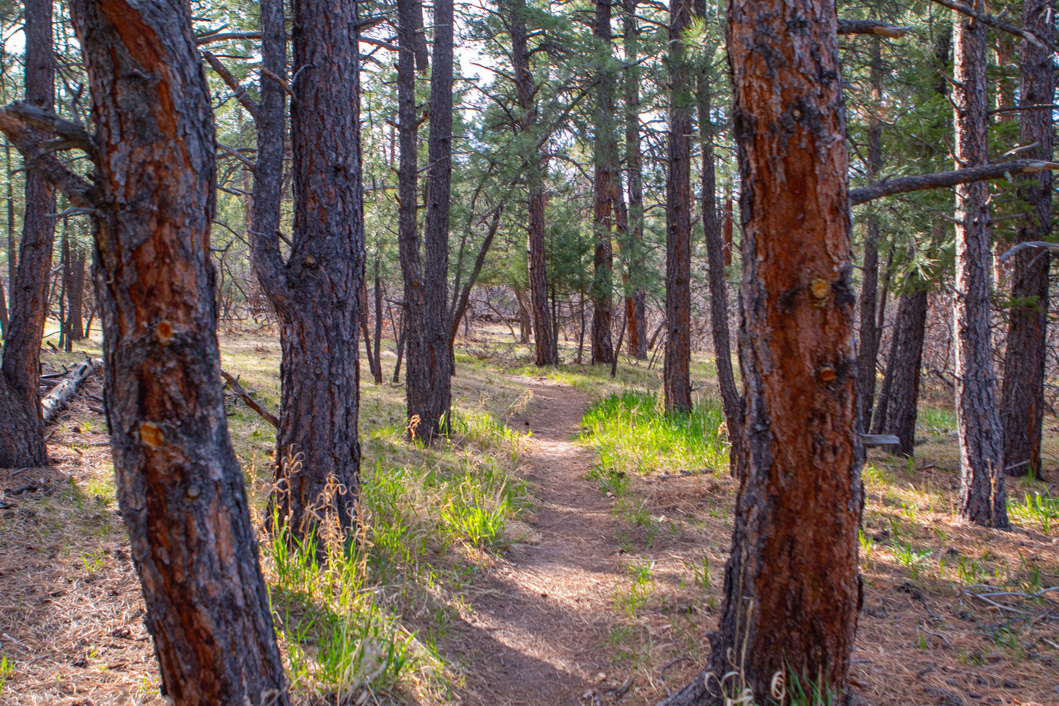 carhart trail with pine trees