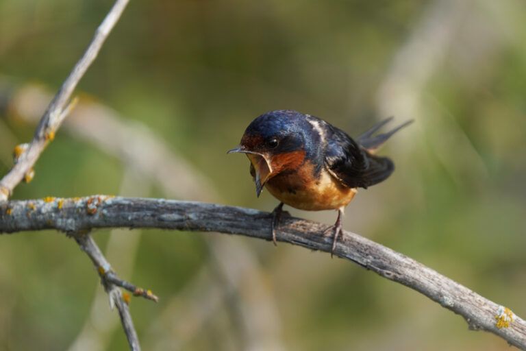 Barn Swallow