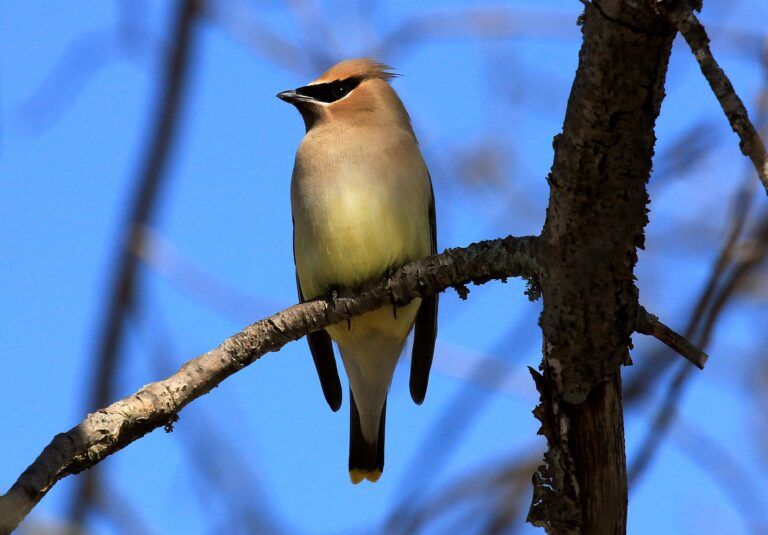 Cedar Waxwing