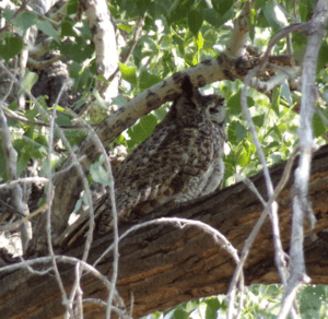 Great Horned Owl at River