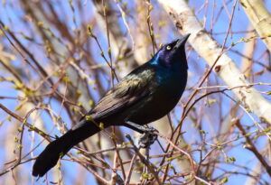 Common Grackle