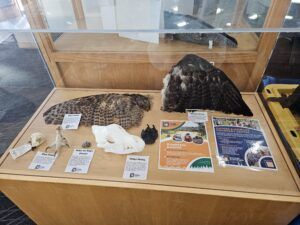 natural artifacts on a table