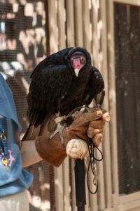 Izzy the vulture ambassador