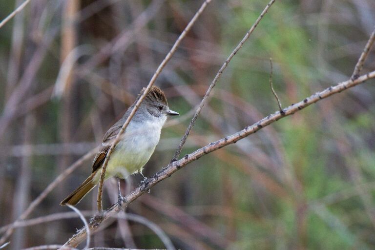 Ash Throated Flycatcher