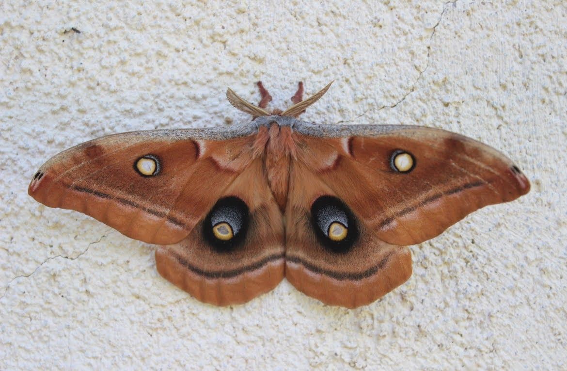 October 2024 Ranger Rambling Polyphemus Moth