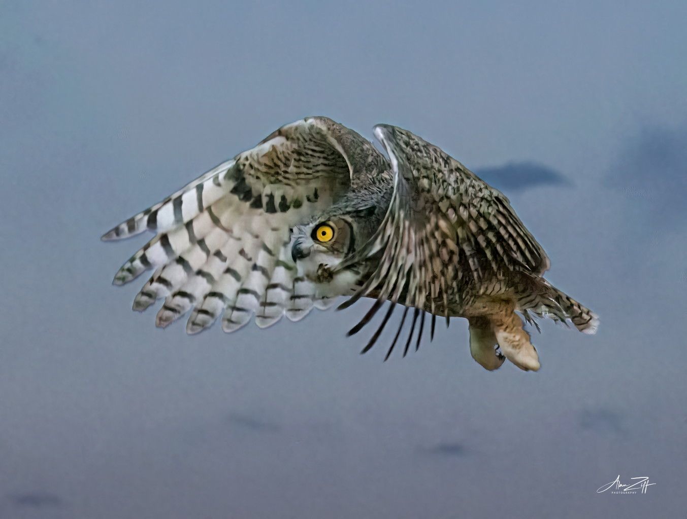 Great Horned Owl by Alan Ziff 10-7-24