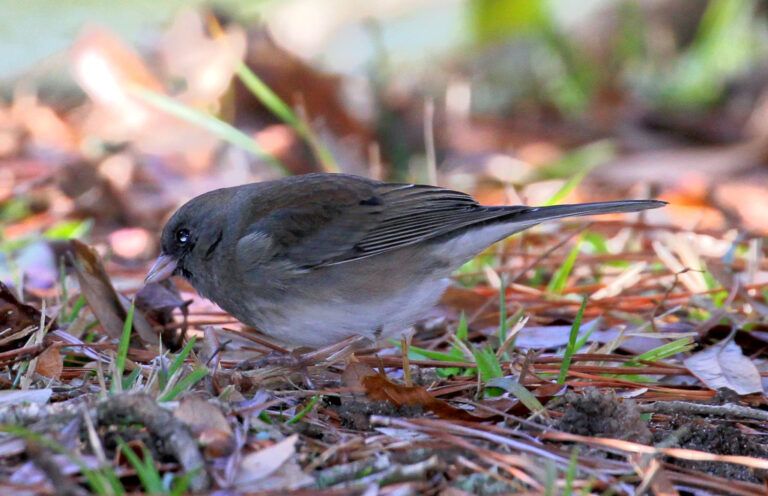 Slate Junco