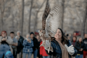 owl taking flight