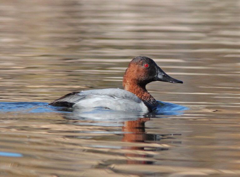 Canvasback