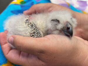 baby owl