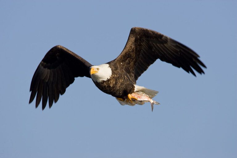 Bald Eagle in Flight