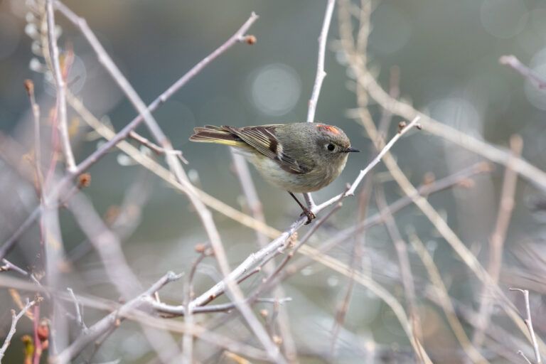 Ruby-Crowned Kinglet