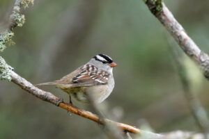 White-Crowned Sparrow